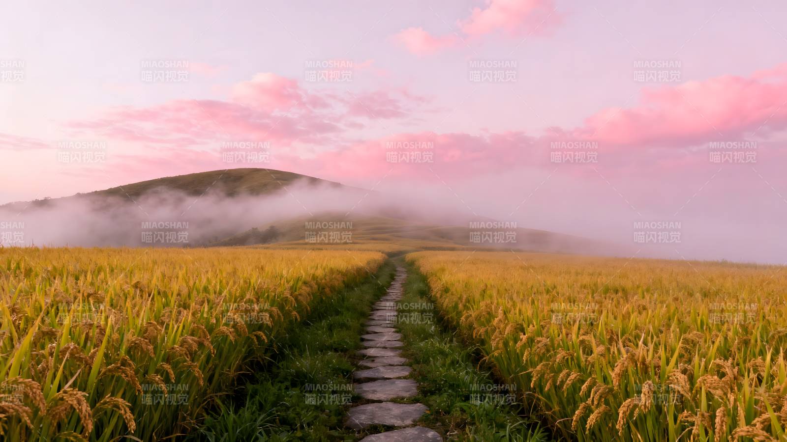 雾霭稻田小径图片