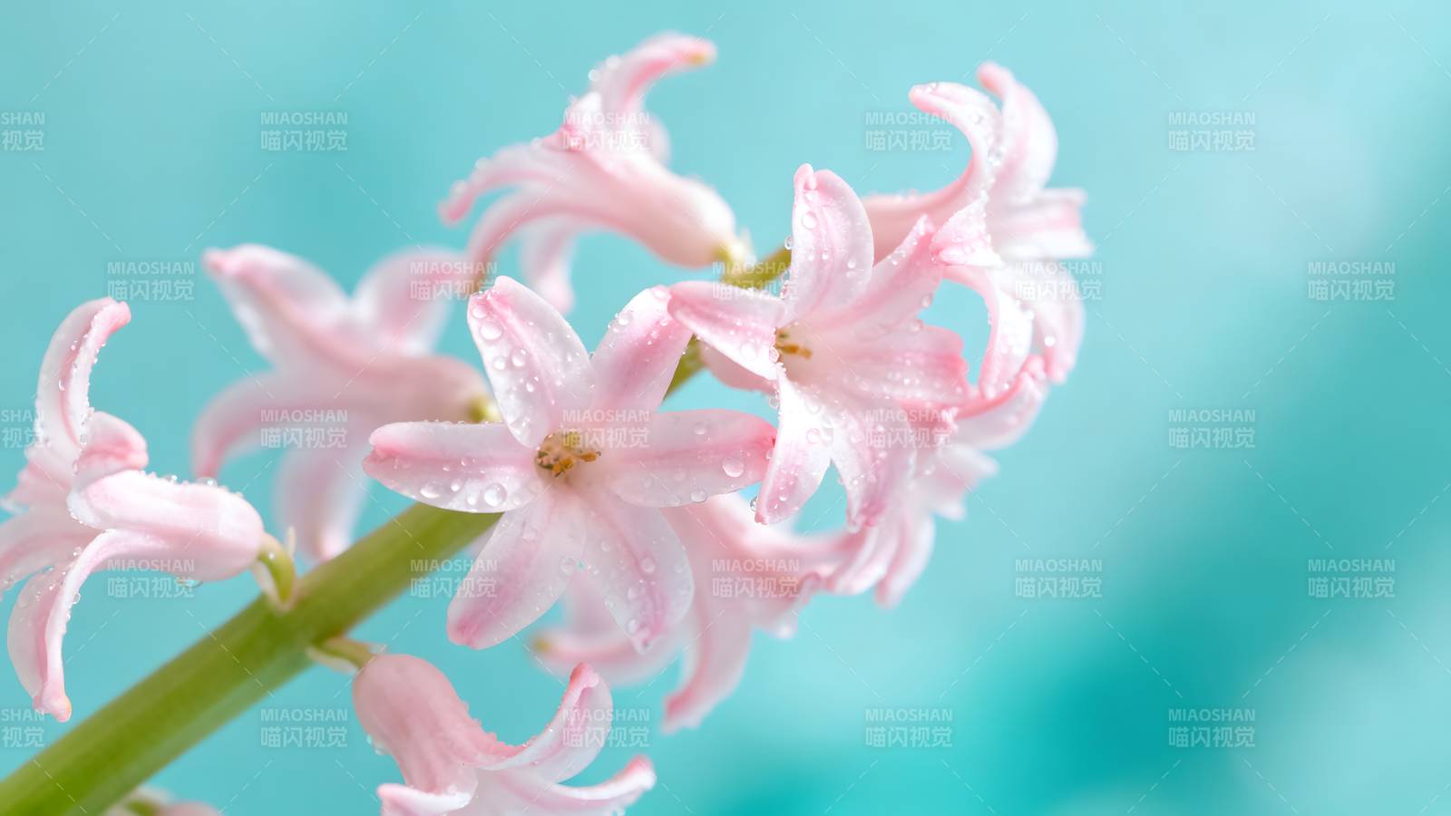 粉花绽放 春意盎然图片