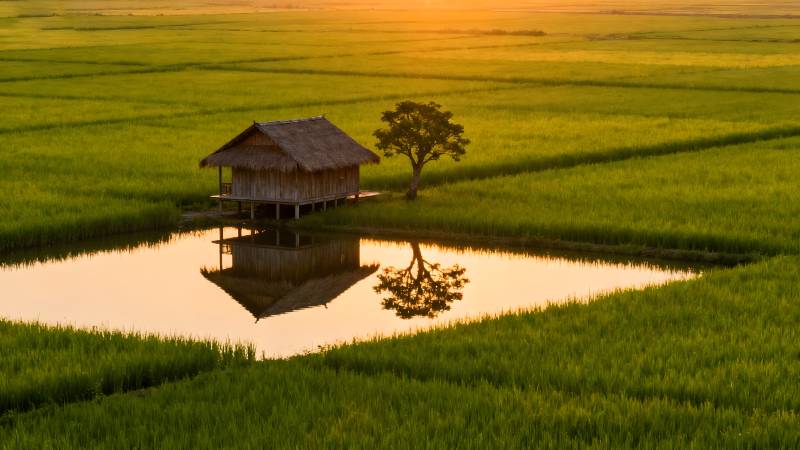 稻田小屋映夕阳图片