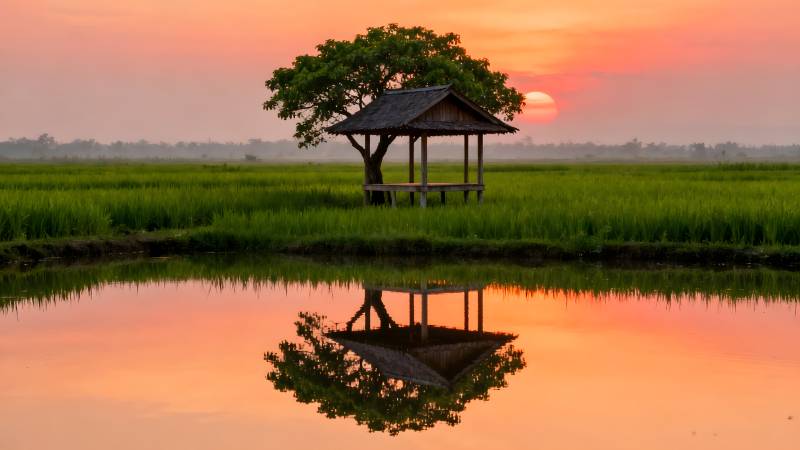 夕照稻田亭影图片