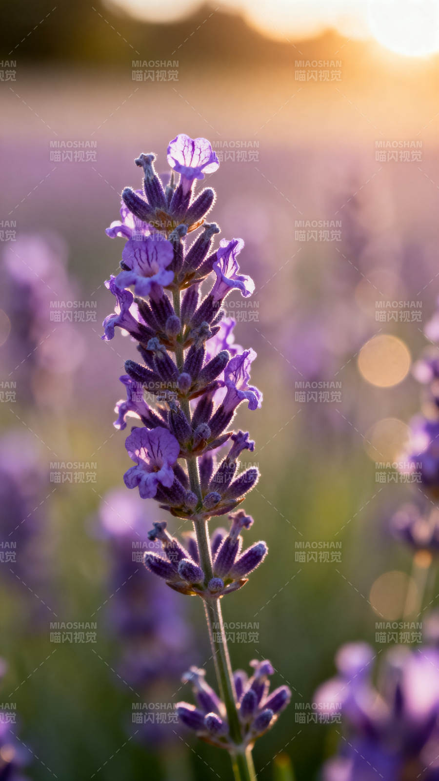 薰衣草花海夕阳图片