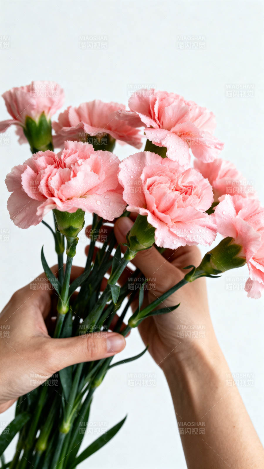 手捧粉康乃馨图片