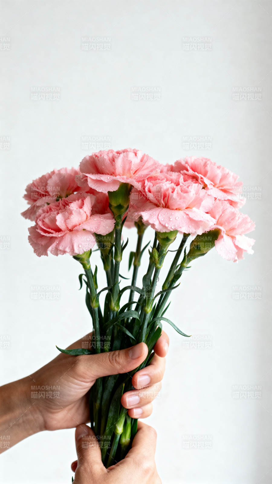 手捧粉红康乃馨图片