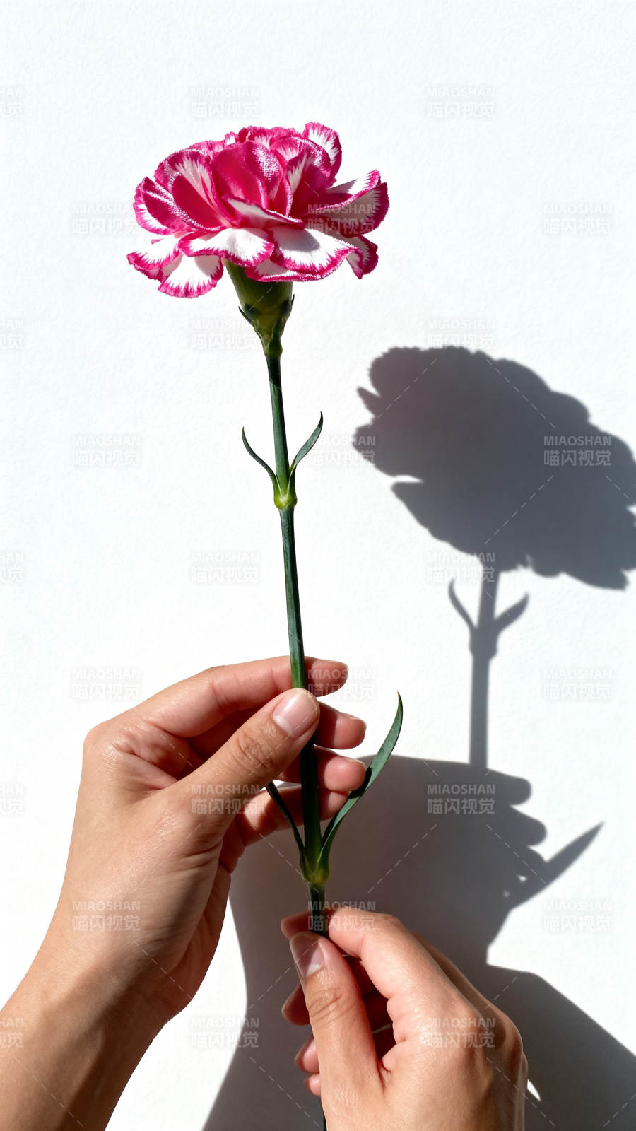 手捧康乃馨影图片