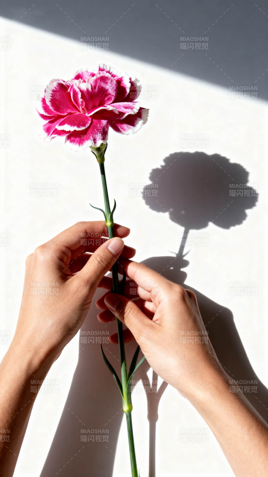 手捧康乃馨影图片