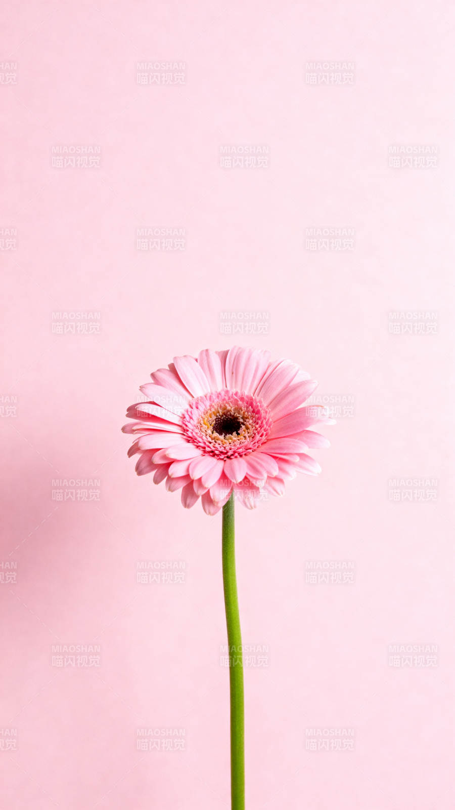 粉红雏菊绽放图片