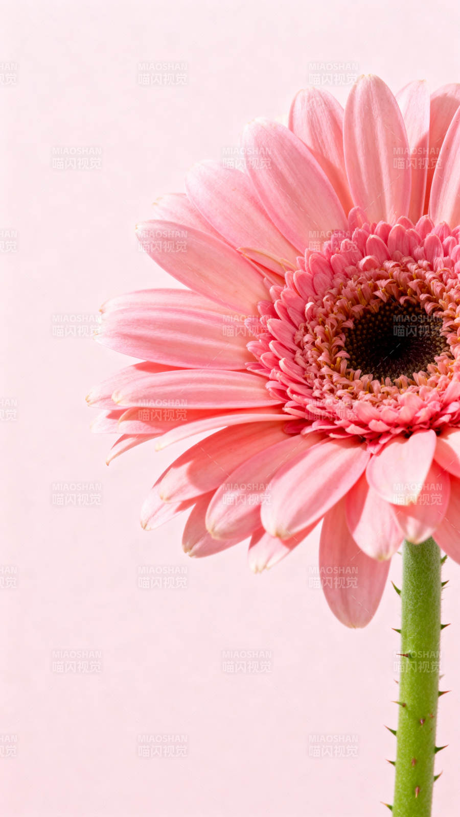 粉红雏菊绽放图片