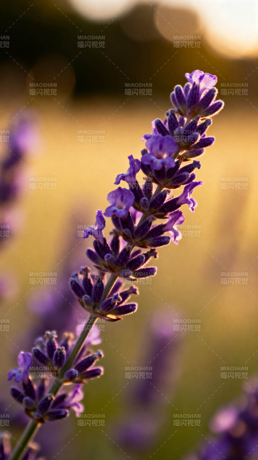 薰衣草花海暮色图片