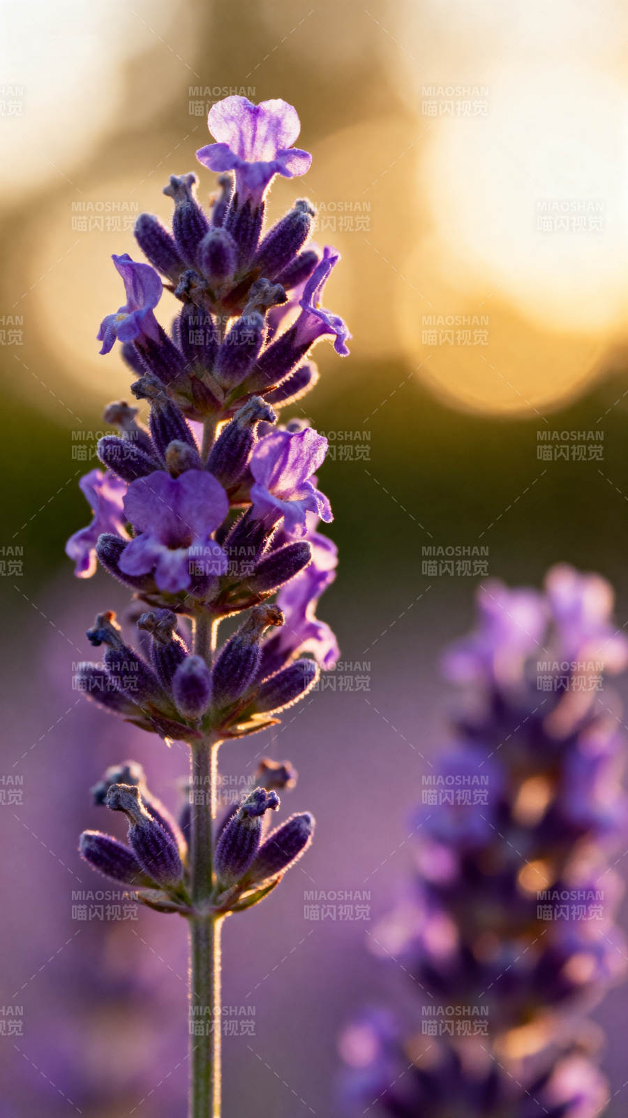 薰衣草花语图片