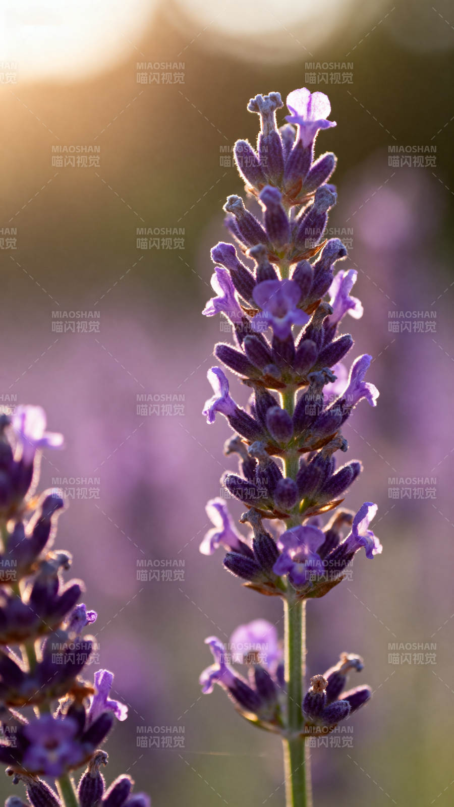 薰衣草花丛图片