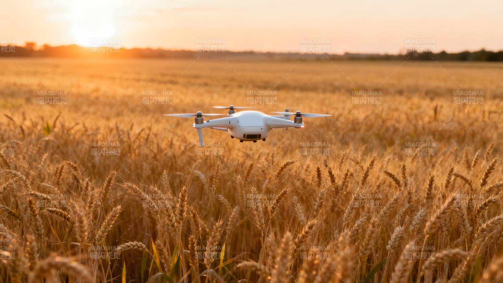 无人机飞越麦田图片
