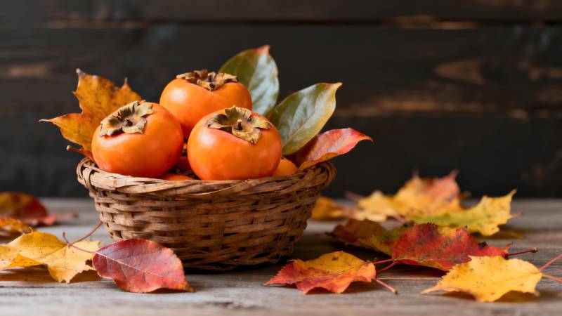 秋日柿子静物图片