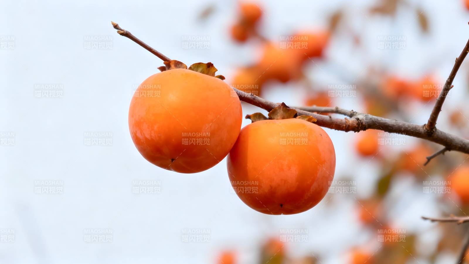 柿子挂枝头图片