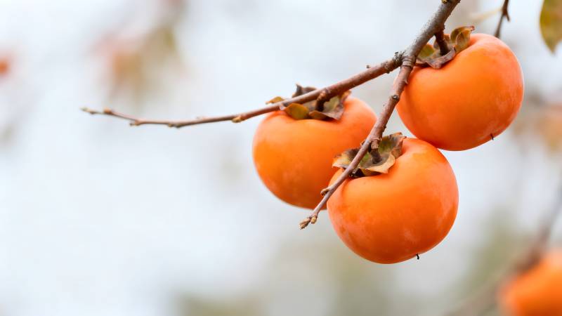 枝头橙柿挂秋光图片