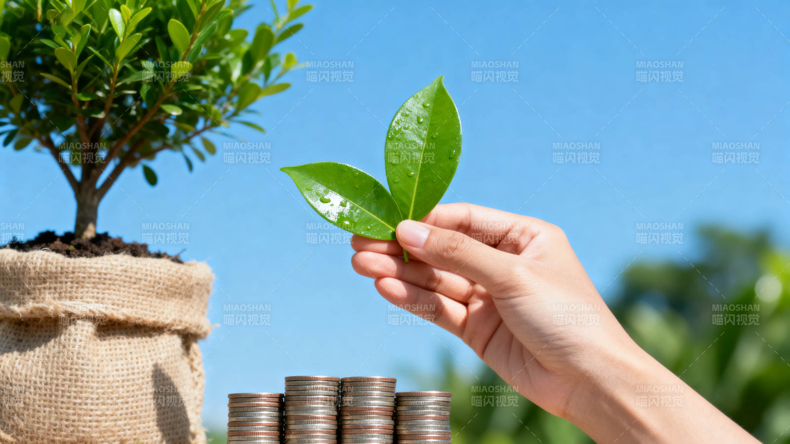 绿叶与金币的对话图片