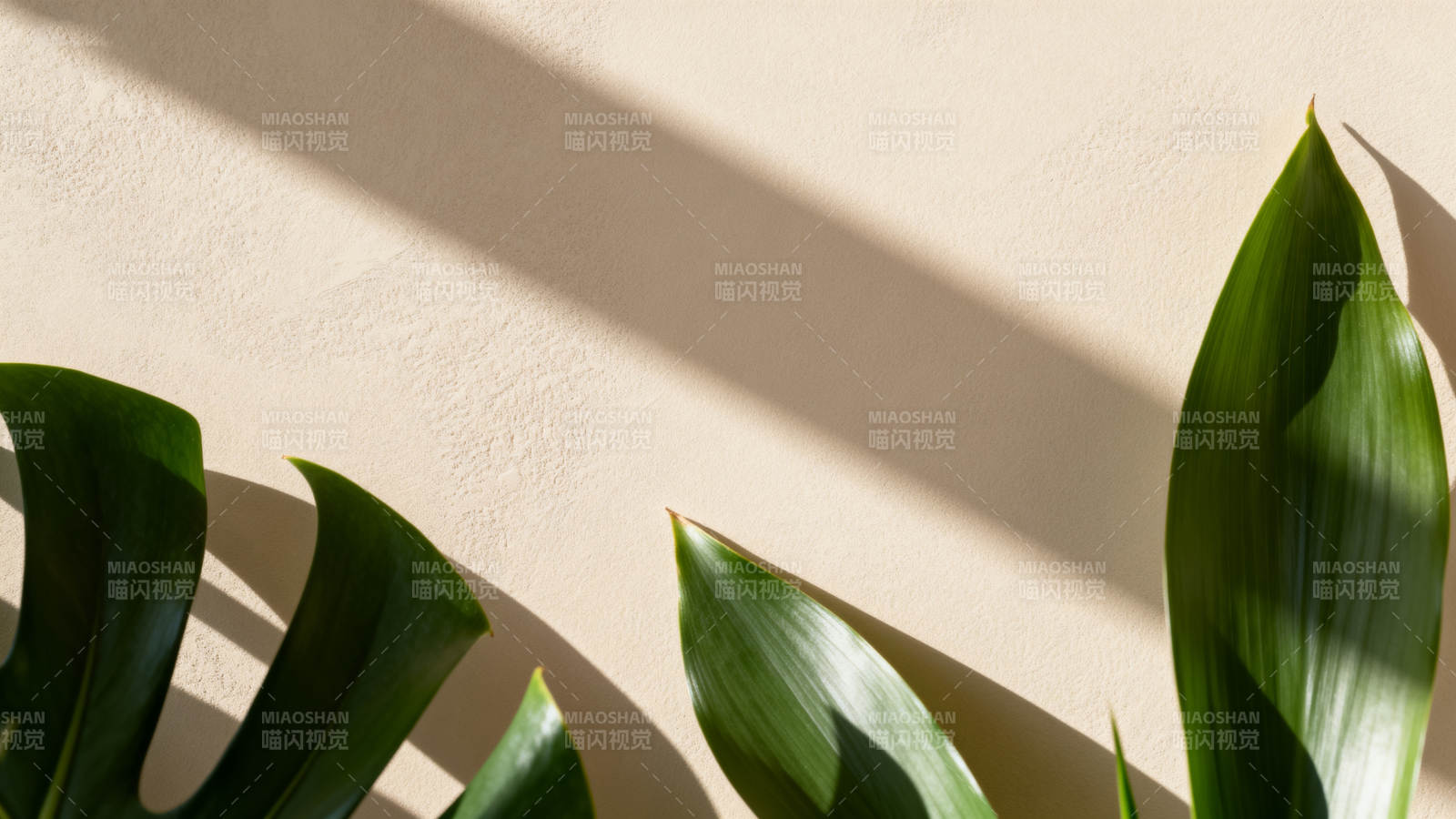 绿叶光影静谧美图片