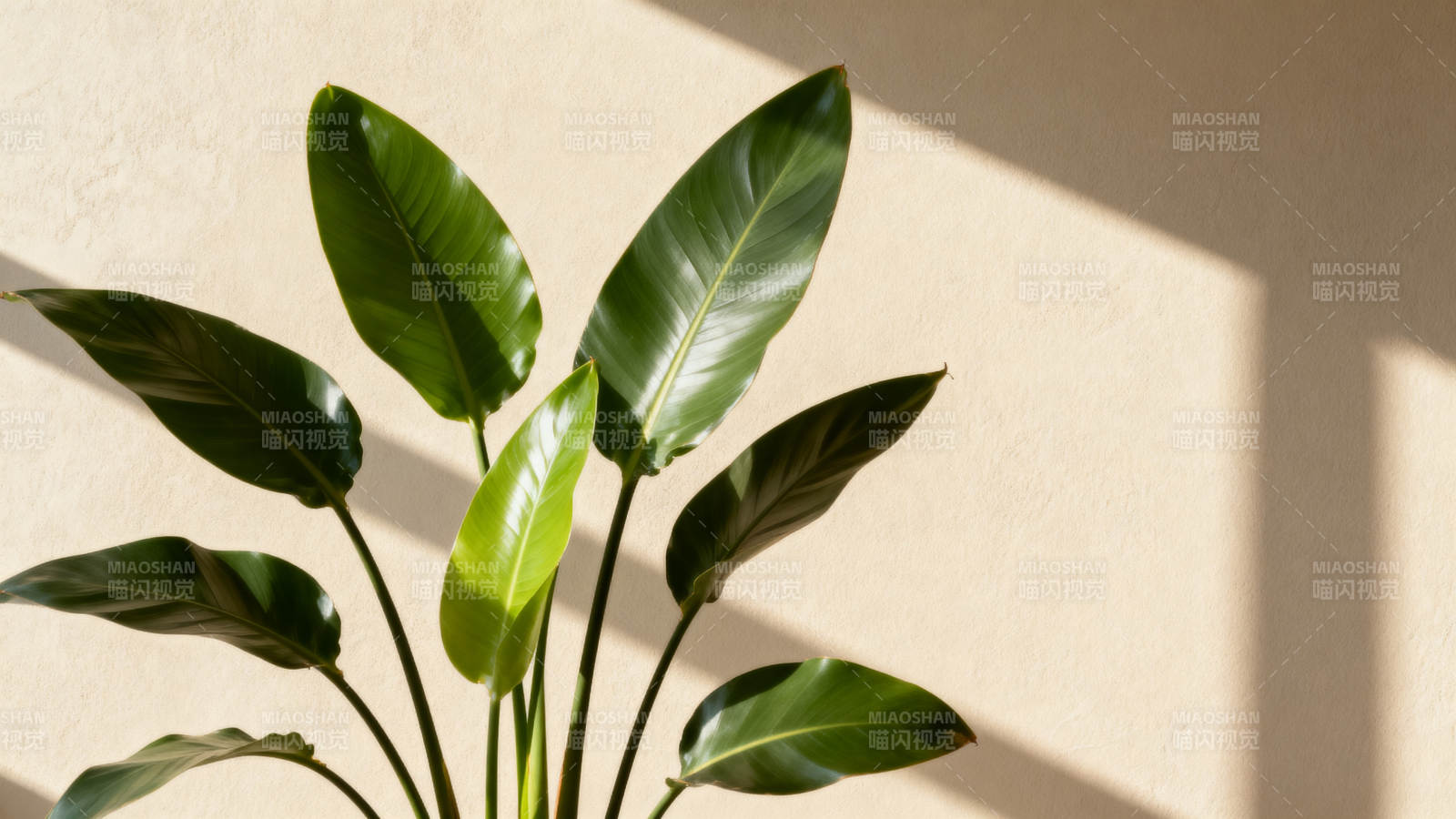 绿叶光影静谧美图片