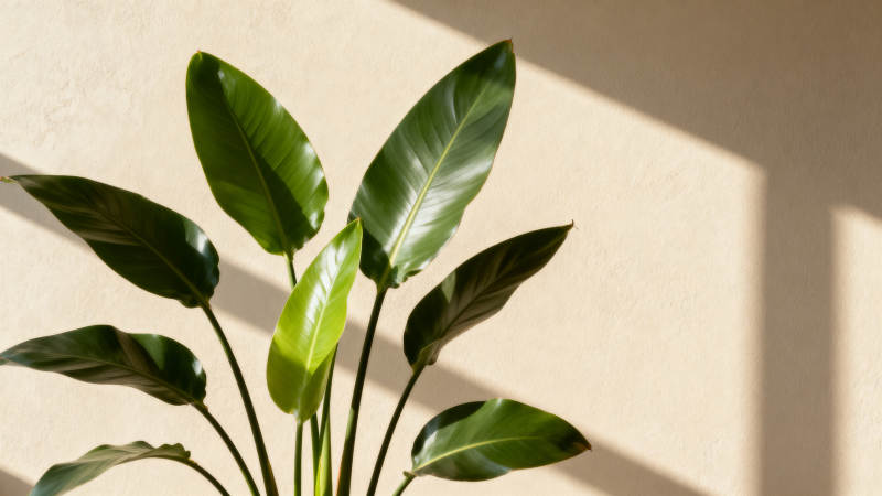 绿叶光影静谧美图片