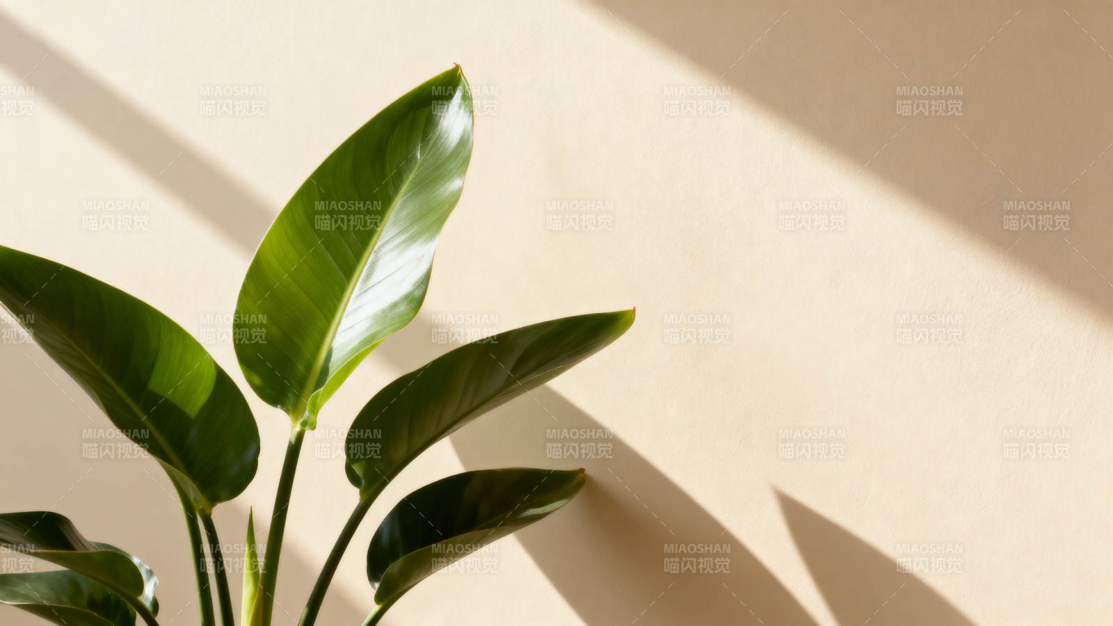 绿叶光影静谧美图片