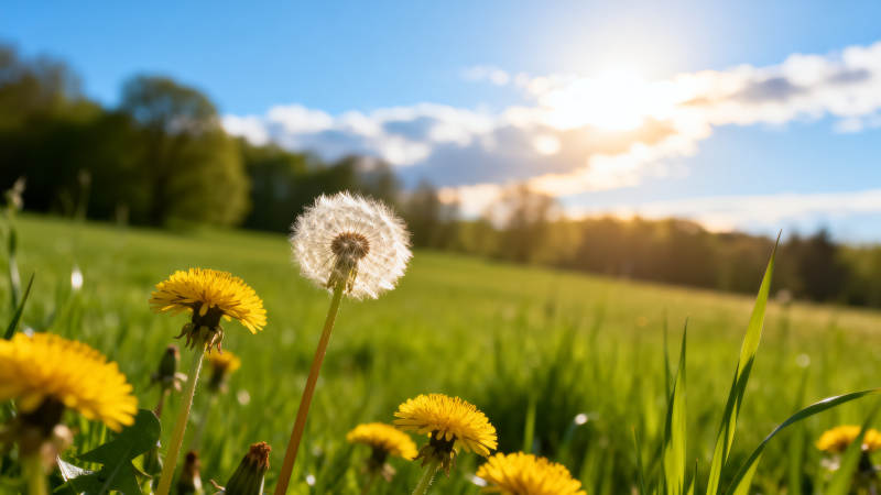 蒲公英在阳光下飘舞图片