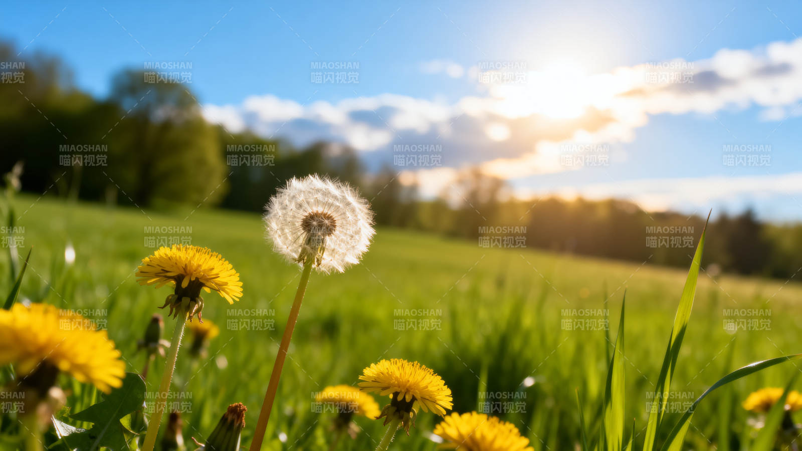 蒲公英在阳光下飘舞图片