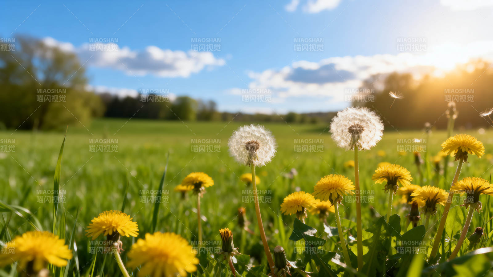 蒲公英花海日出图片