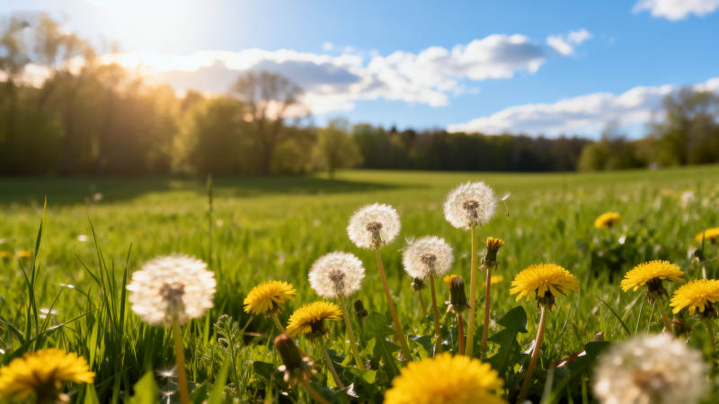 春日蒲公英绽放图片