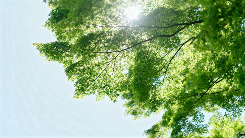 绿树成荫 阳光斑驳图片