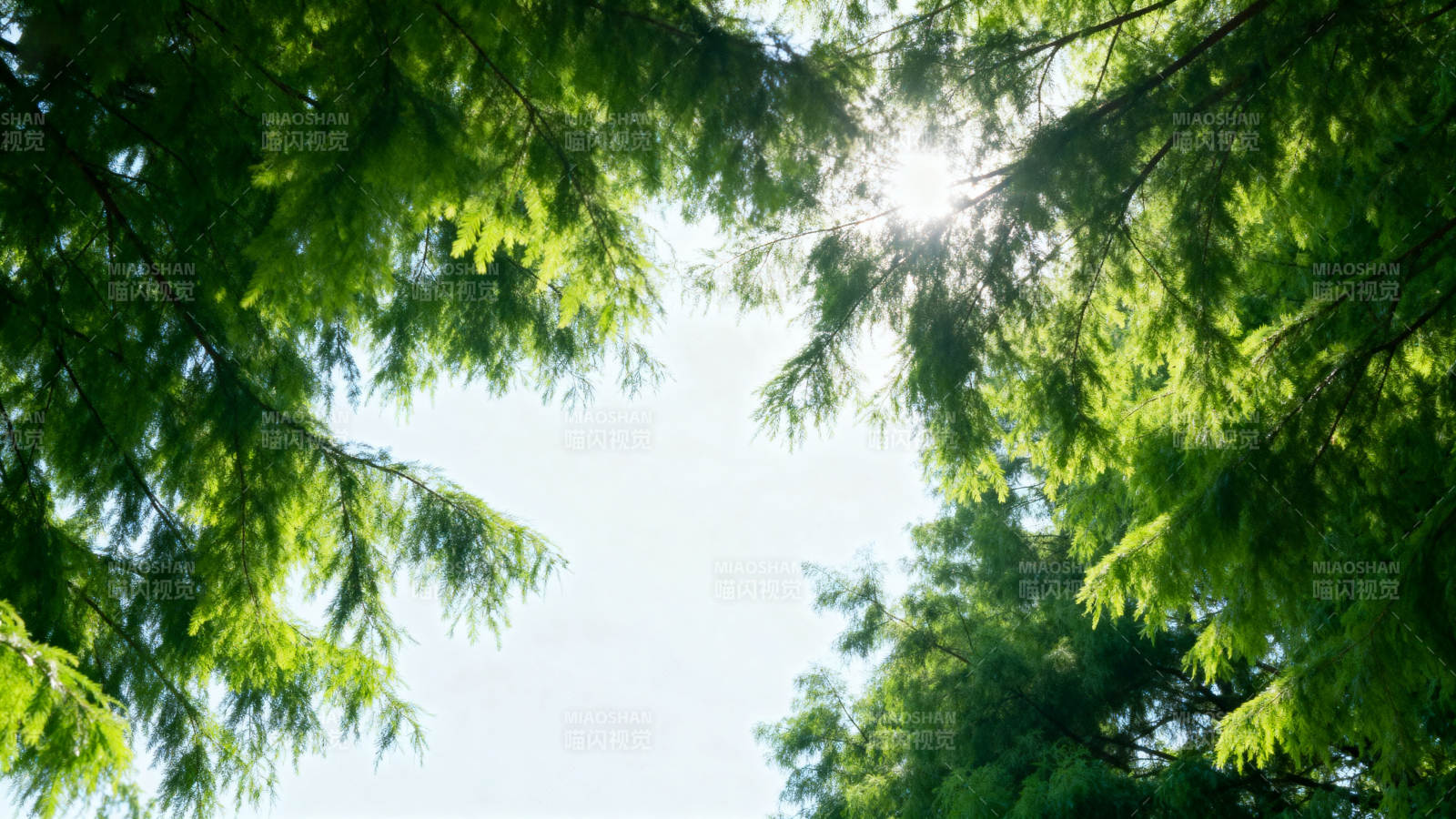 绿树成荫 阳光穿透图片