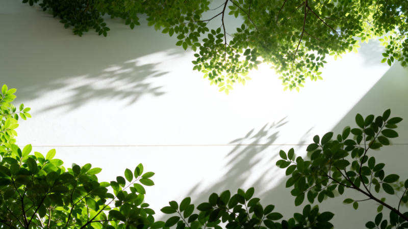 绿叶光影交错图片