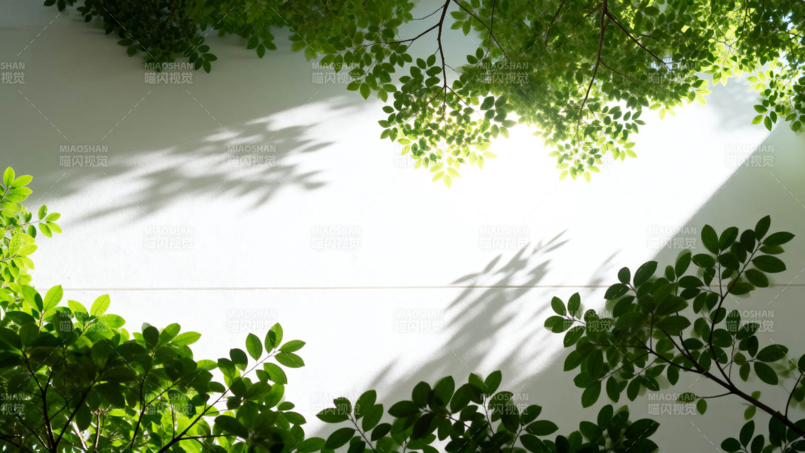 绿叶光影交错图片