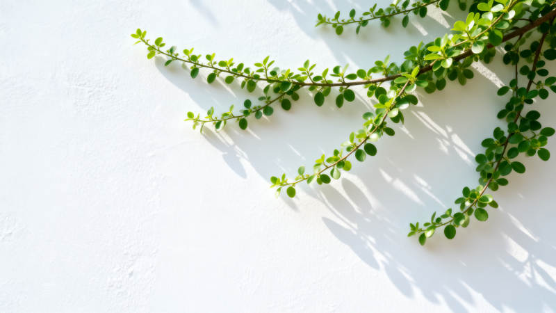 绿枝映白墙图片