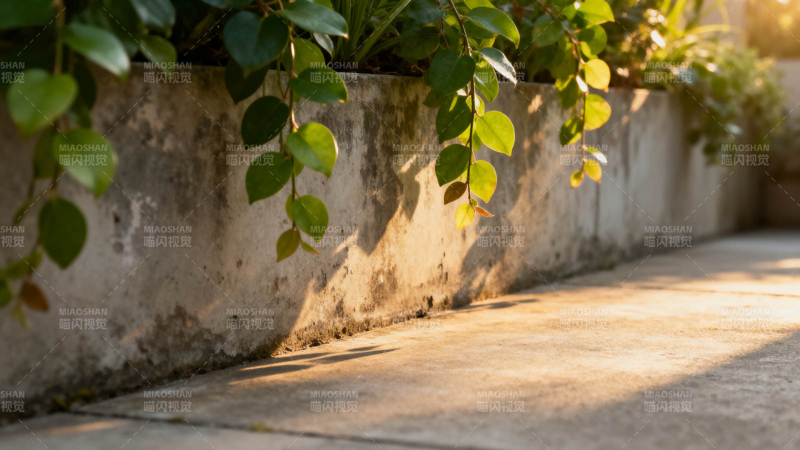 绿植墙边光影图片