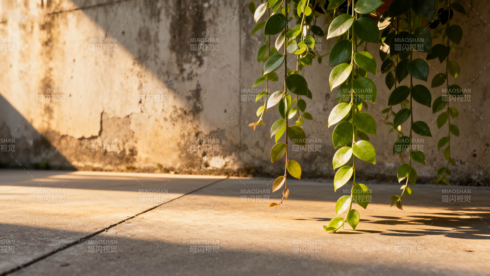 绿叶垂墙影图片