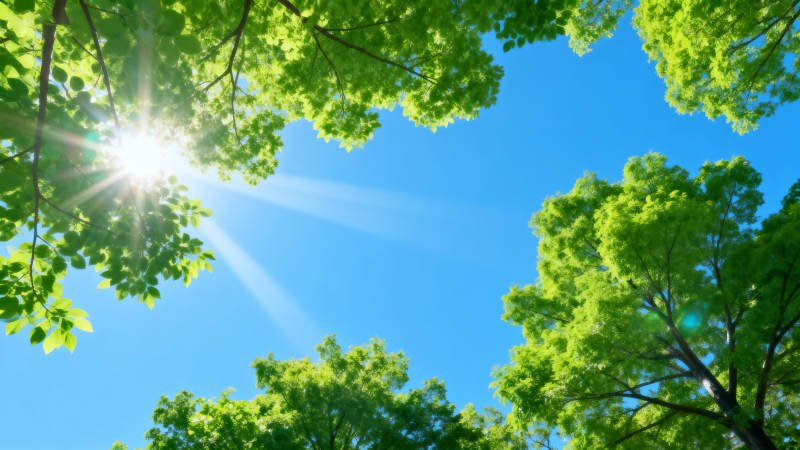 阳光穿透绿叶图片