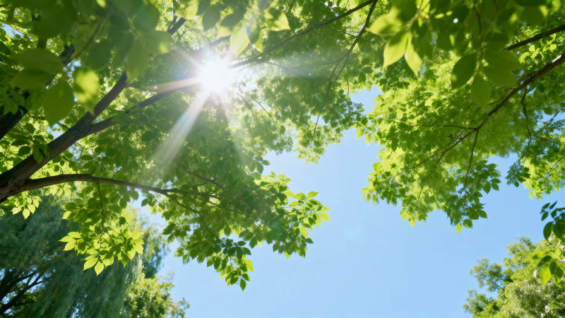 阳光穿透绿叶图片