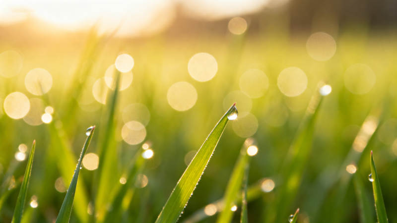 晨露草尖 阳光斑驳图片