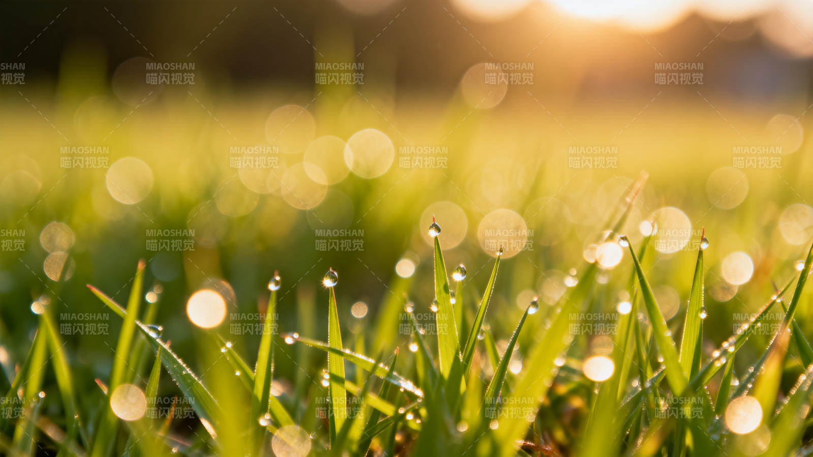 晨露草尖 阳光斑驳图片