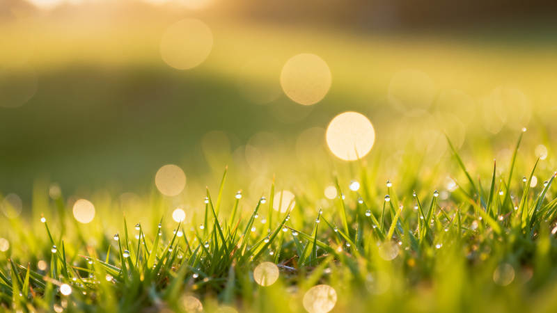 晨露草尖 光斑闪烁图片