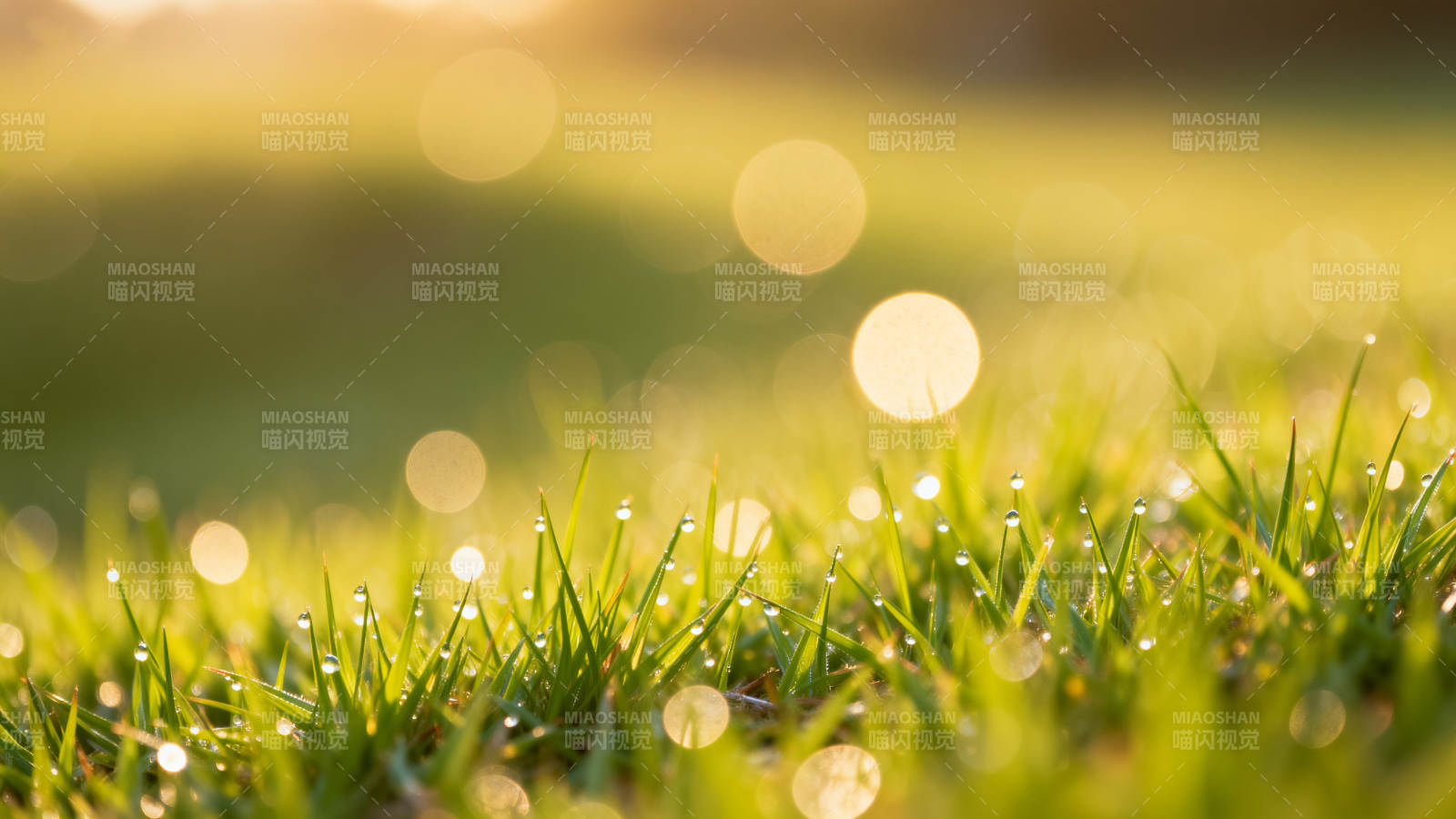晨露草尖 光斑闪烁图片