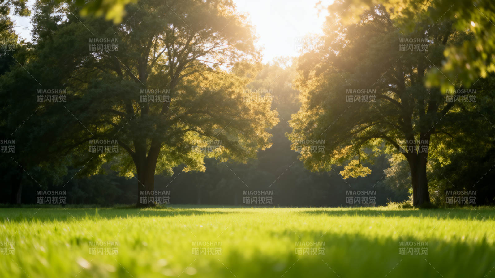 阳光穿透树林图片