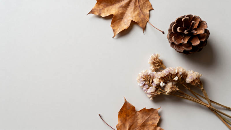 秋日静物之美图片