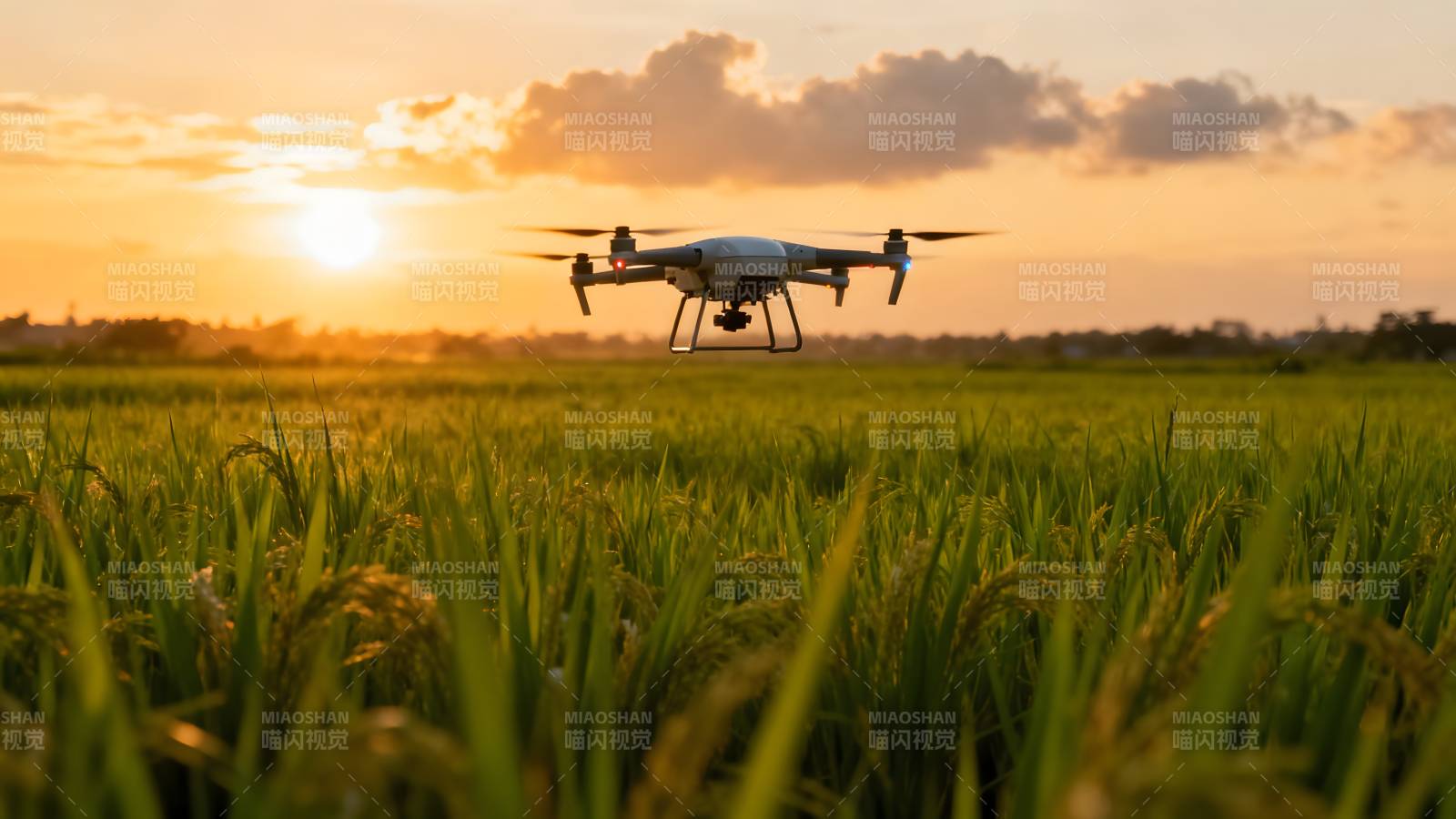 无人机稻田日落图片