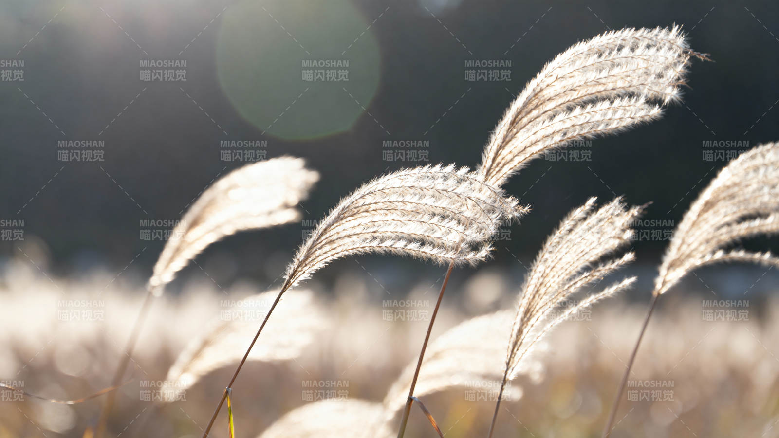 秋日芦苇随风摇曳图片