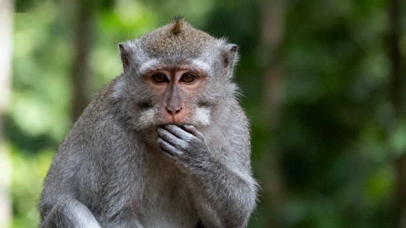 沉思的猴子图片