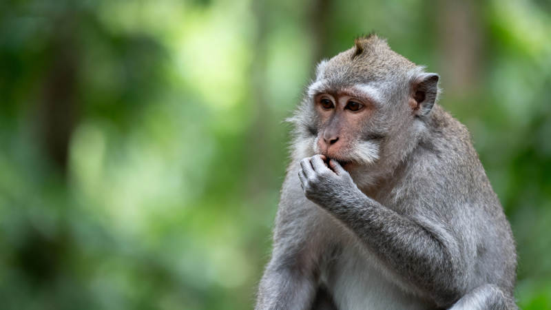 沉思的猴子图片