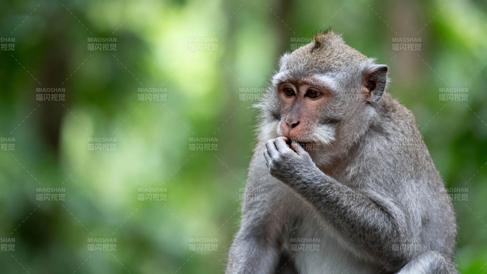 沉思的猴子图片