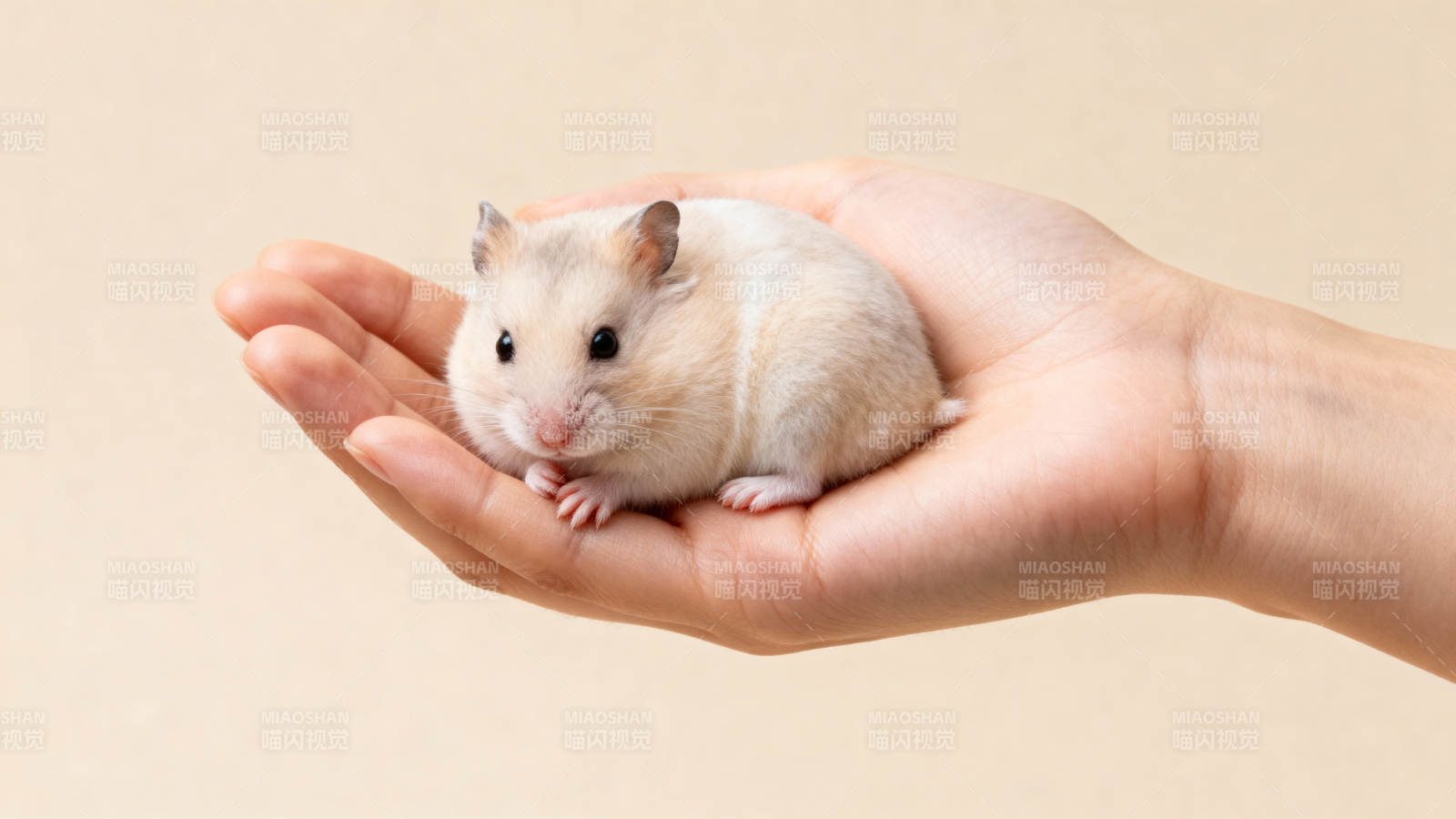 掌心小鼠图片
