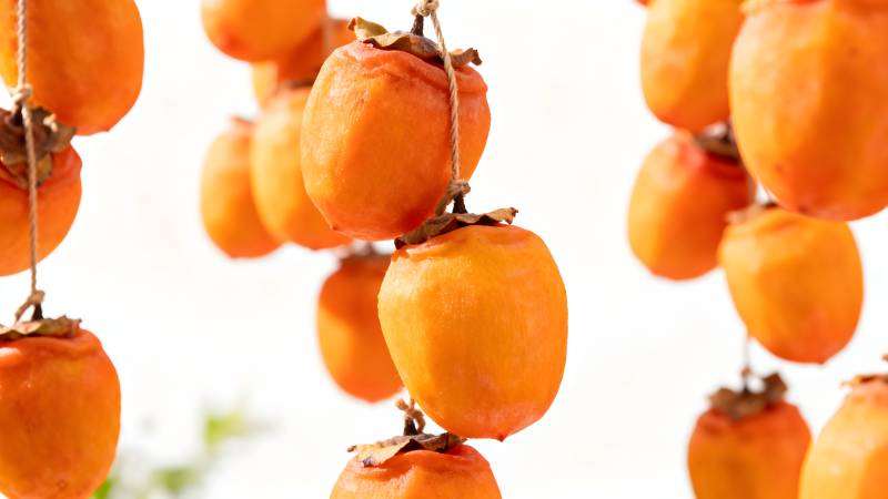 柿子挂枝头图片