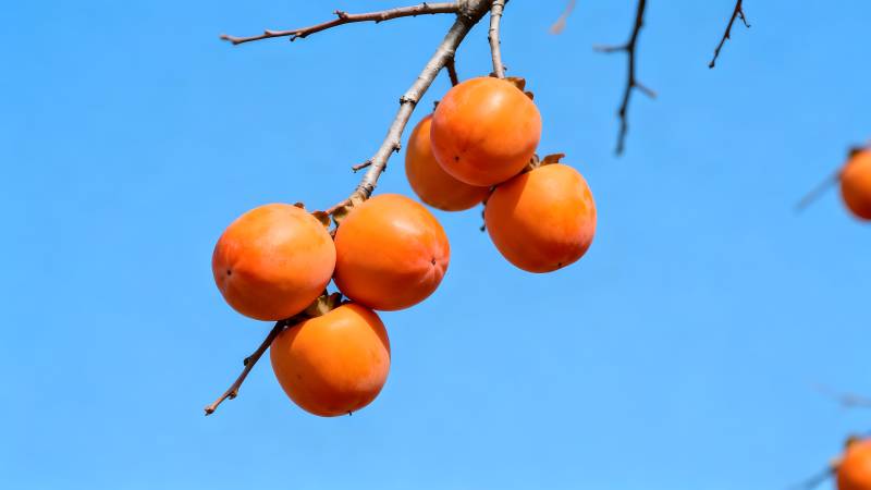 柿子挂枝头图片